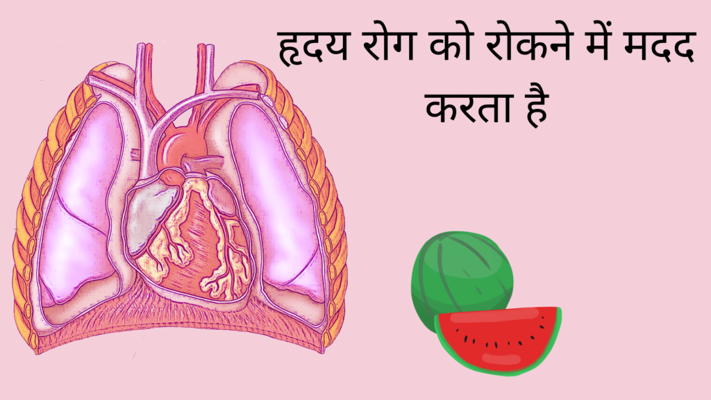 tarbuj हृदय रोग को रोकने में मदद करता है